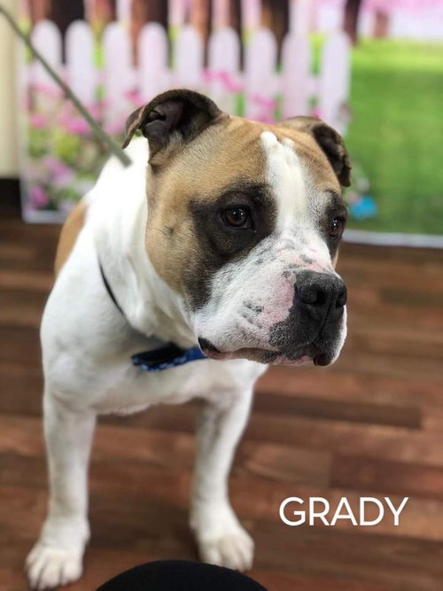 Grady, photo 4