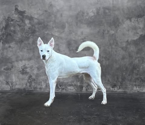 OAKLEY - Shepherd available for adoption
