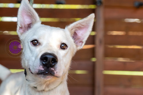 OAKLEY - Shepherd available for adoption