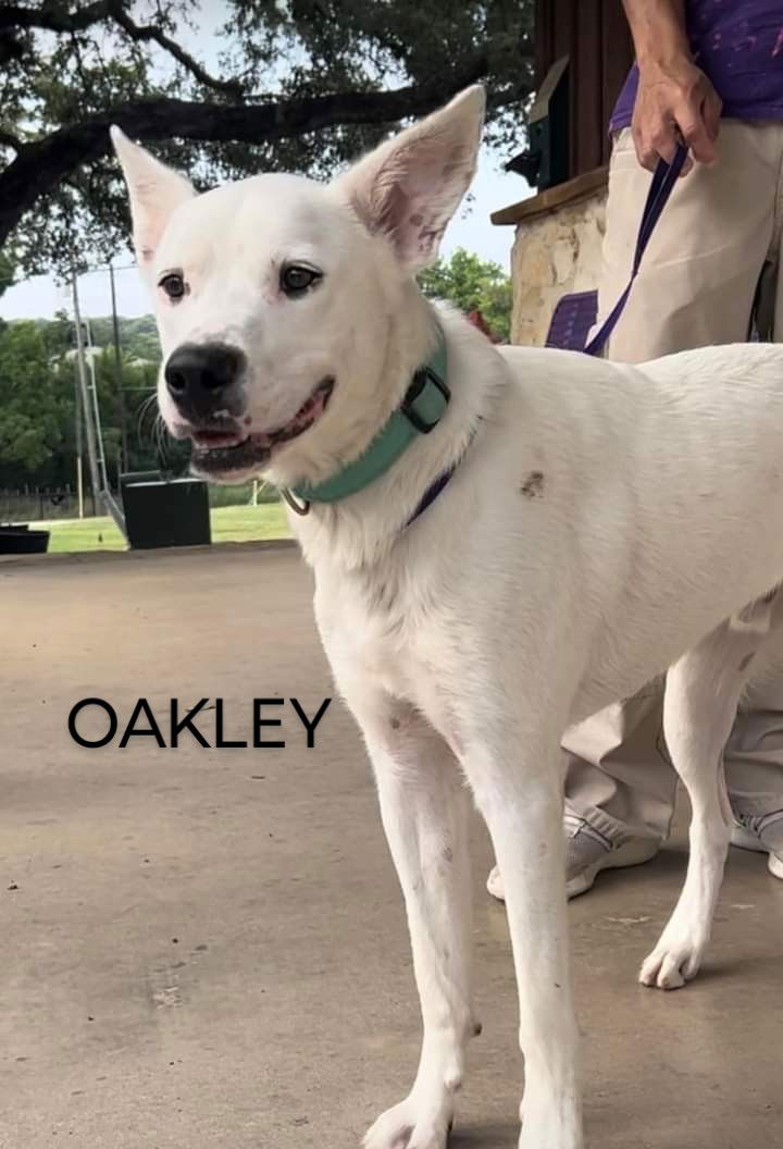 adoptable Dog in Weatherford, TX named Oakley