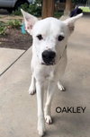 Oakley - Photo 5