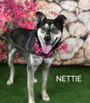 NETTIE - Photo 2