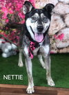 NETTIE - Photo 3