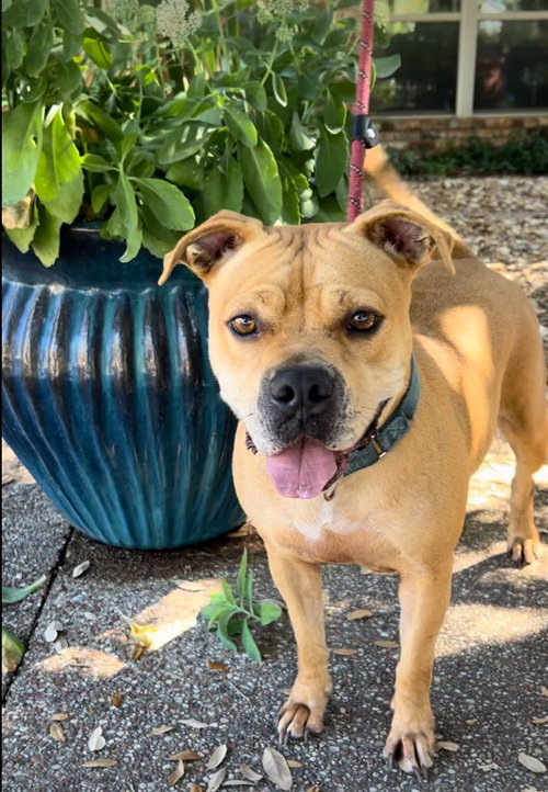GENEVA - Pit Bull Terrier available for adoption