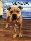 adoptable Dog in weatherford, TX named Geneva