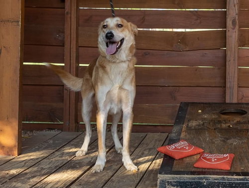 LEONARD - Shepherd available for adoption