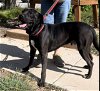 adoptable Dog in weatherford, TX named Vader