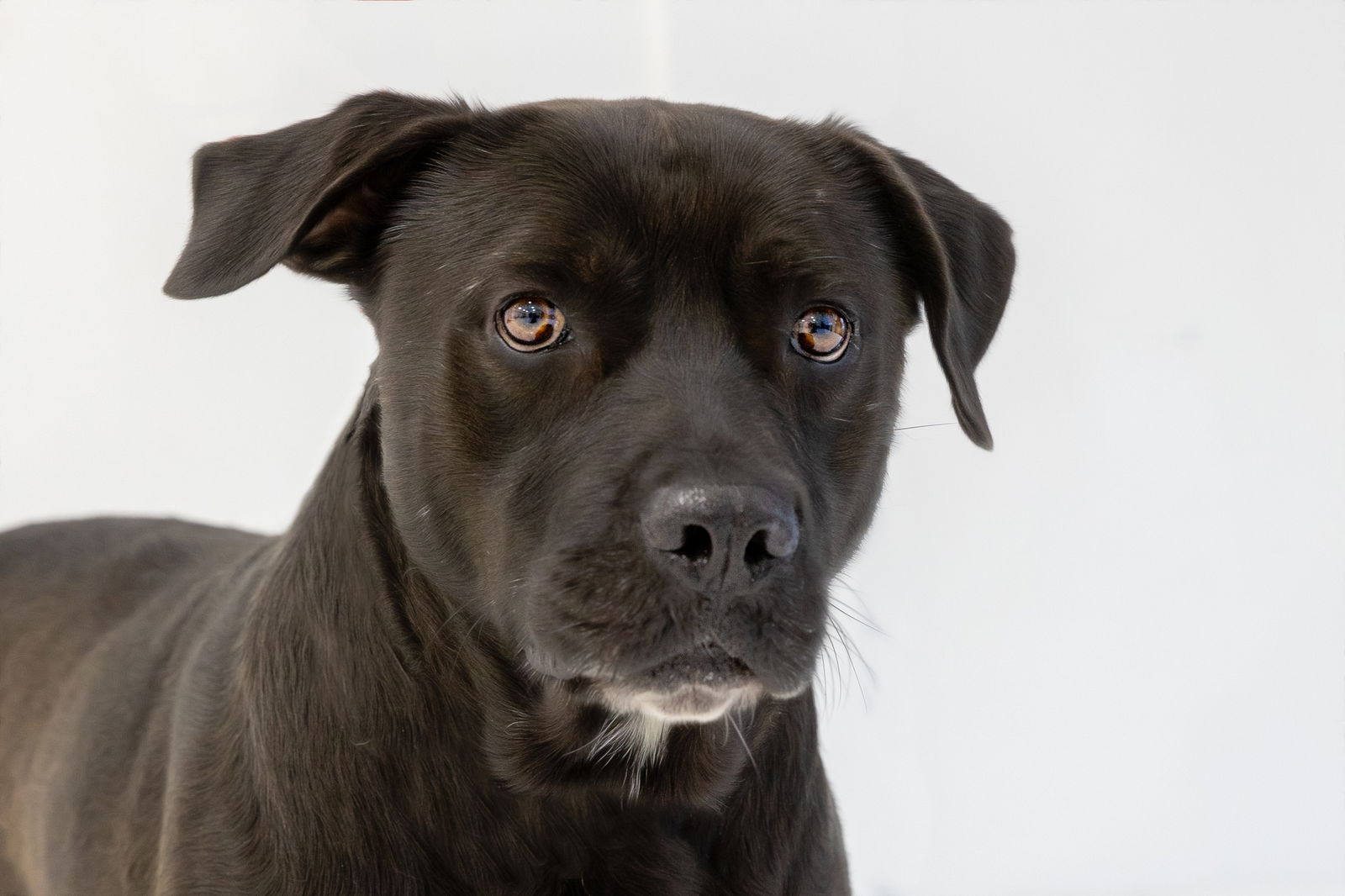 adoptable Dog in Weatherford, TX named Vader