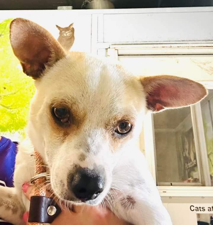 adoptable Dog in Weatherford, TX named Colby