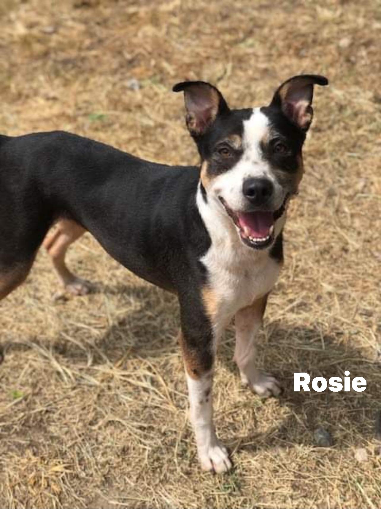 adoptable Dog in Weatherford, TX named Rosie
