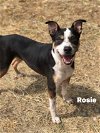 adoptable Dog in weatherford, TX named Rosie