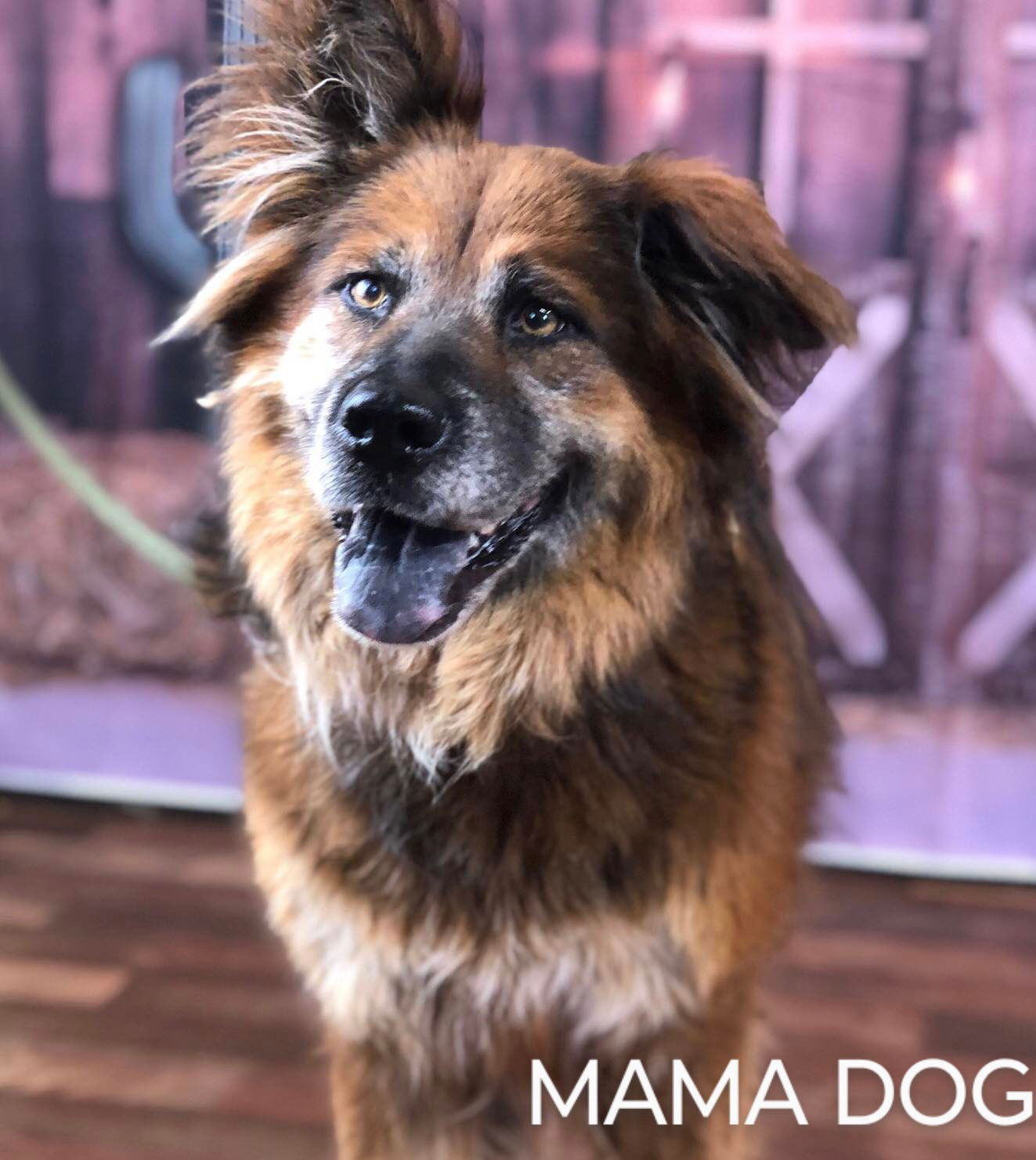 adoptable Dog in Weatherford, TX named Mama Dog