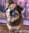 adoptable Dog in weatherford, TX named Mama Dog