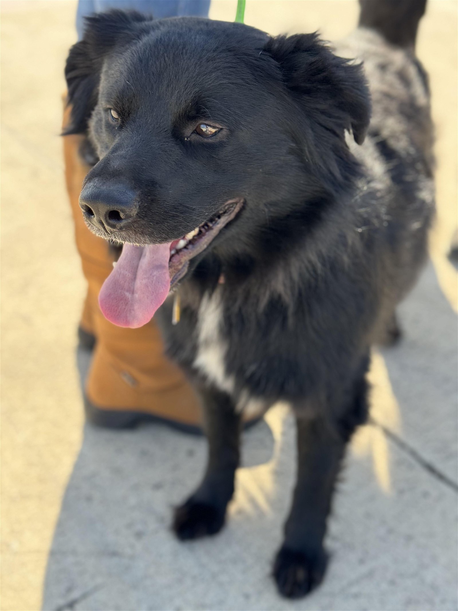 adoptable Dog in Weatherford, TX named Louie
