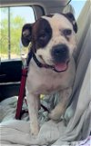 adoptable Dog in weatherford, TX named Karl