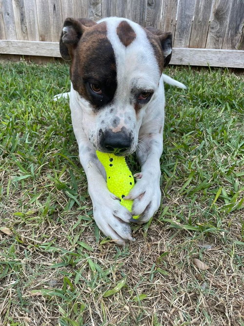 KARL - American Bulldog available for adoption