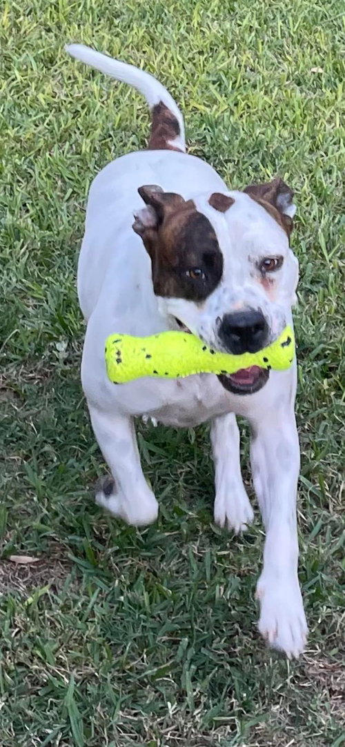 KARL - American Bulldog available for adoption