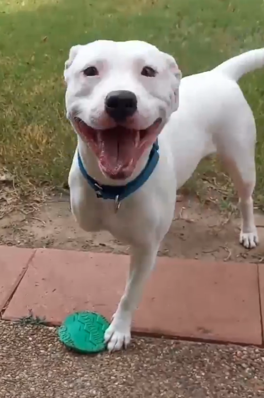 adoptable Dog in Weatherford, TX named Gabby