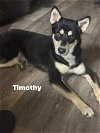 adoptable Dog in weatherford, TX named Timothee