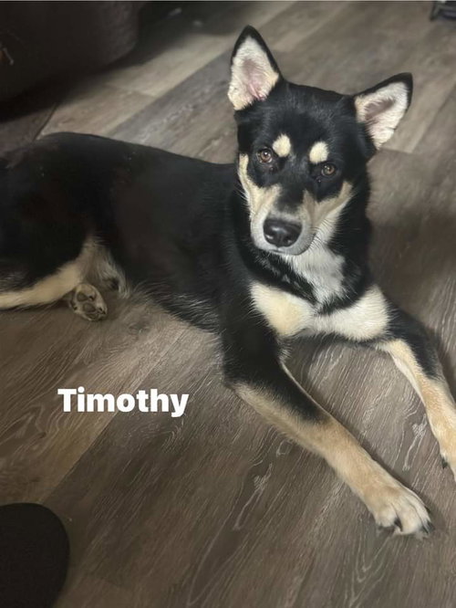 Timothee — thumbnail 7