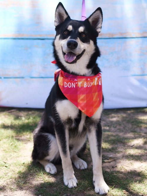 TIMOTHEE - Husky available for adoption