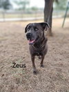 Zeus - Photo 2
