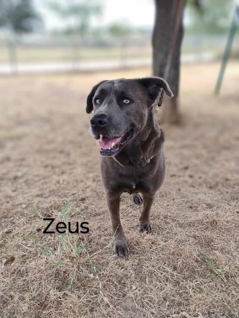 ZEUS - Labrador Retriever / Pit Bull Terrier available for adoption