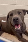 Zeus - Photo 9