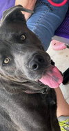 Zeus - Photo 12