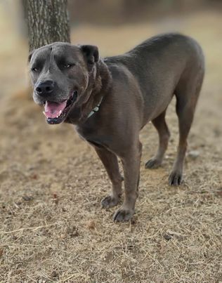 ZEUS - Labrador Retriever / Pit Bull Terrier available for adoption