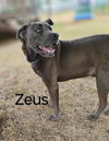 Zeus - Photo 4