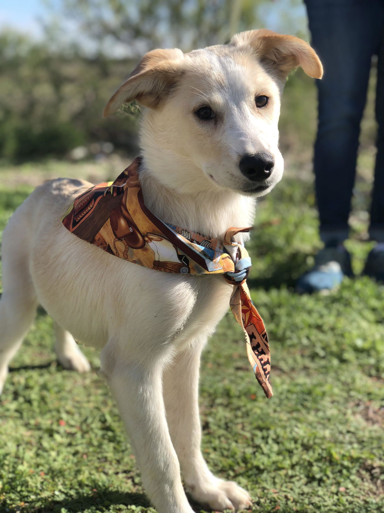 adoptable Dog in Weatherford, TX named Zack