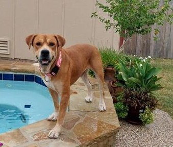 adoptable Dog in Weatherford, TX named Malone(Marty)