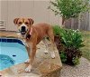 adoptable Dog in weatherford, TX named Malone(Marty)