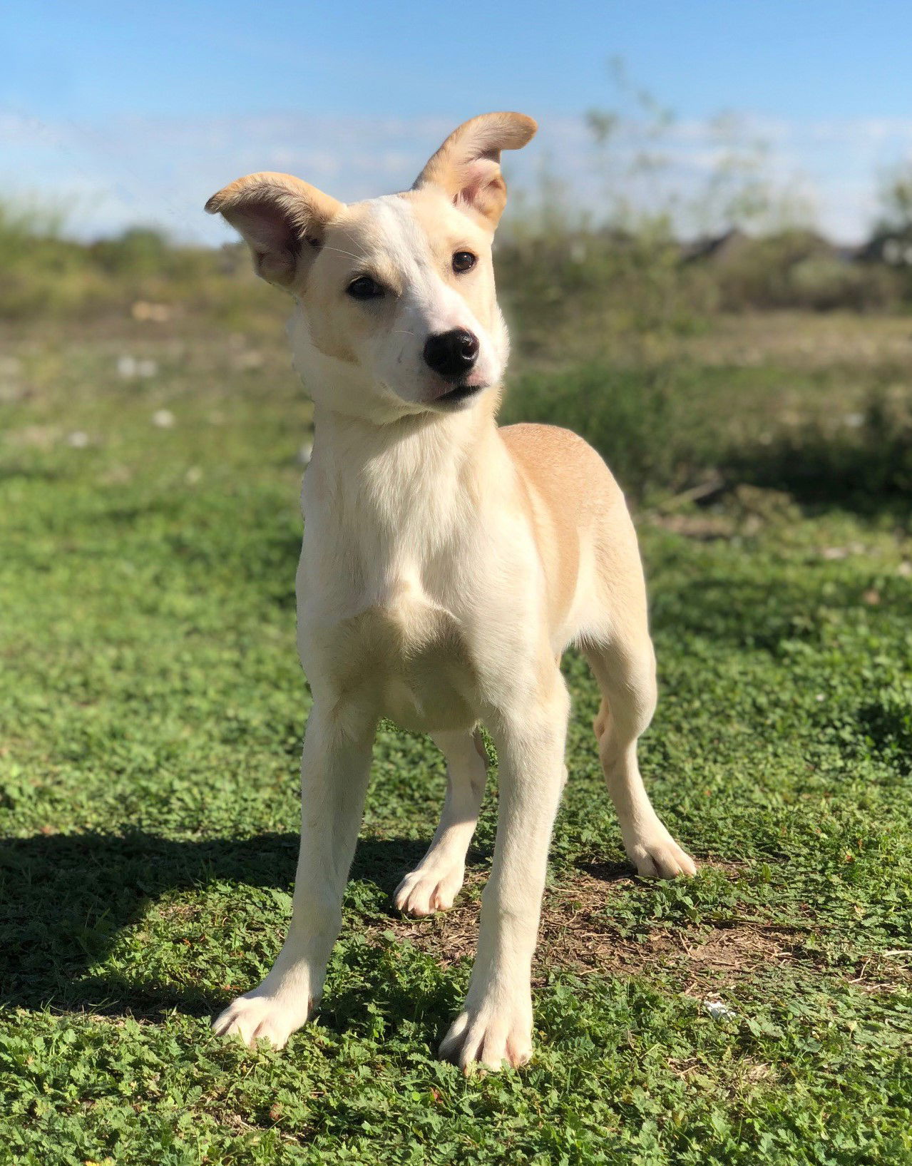 adoptable Dog in Weatherford, TX named Quinn