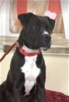 adoptable Dog in weatherford, TX named Boone