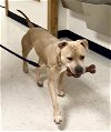 adoptable Dog in weatherford, TX named Wrangler