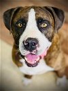 adoptable Dog in weatherford, TX named Jona