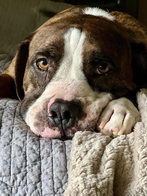 JONA - Pit Bull Terrier / Boxer available for adoption