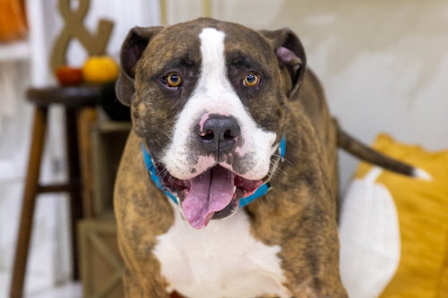 JONA - Pit Bull Terrier / Boxer available for adoption