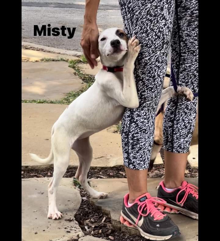 adoptable Dog in Weatherford, TX named Paisley
