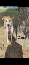 Daisy - Photo 3