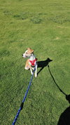 Daisy - Photo 8