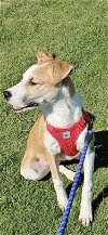 adoptable Dog in weatherford, tx, TX named Daisy
