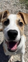 Daisy - Photo 9