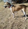 Daisy - Photo 2