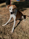 Daisy - Photo 4
