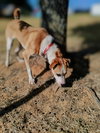 Daisy - Photo 5