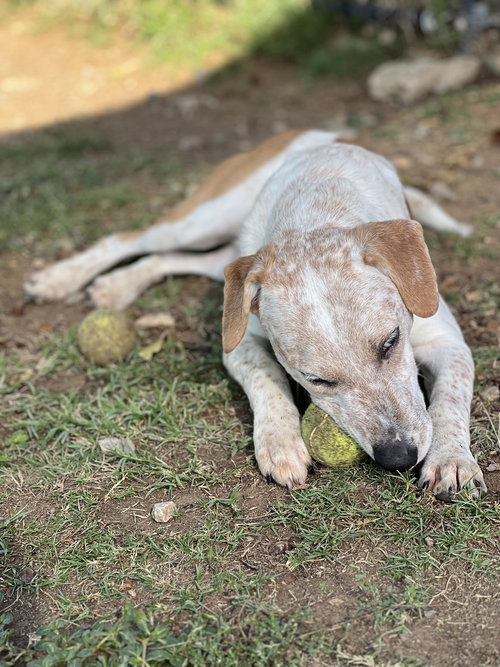 TANNER - English Pointer / Australian Cattle Dog/Blue Heeler available for adoption