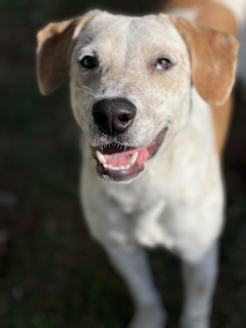 TANNER - English Pointer / Australian Cattle Dog/Blue Heeler available for adoption